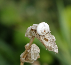 Xeropicta derbentina