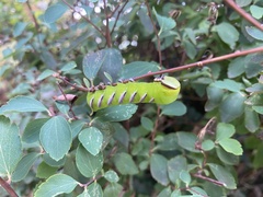 Sphinx ligustri