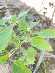 Solanum sarrachoides