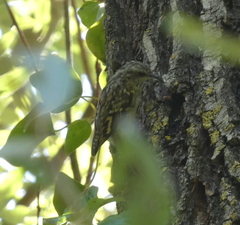 Certhia brachydactyla