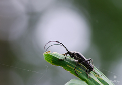 Oxymirus cursor