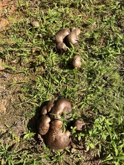 Calvatia
