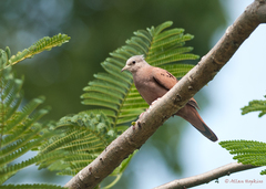 Columbina talpacoti
