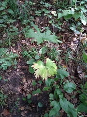 Aconitum lasiostomum