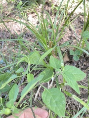 Solanum sarrachoides