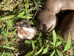 Calvatia