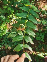 Berberis nervosa