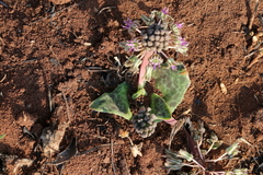 Ledebouria ovatifolia ovatifolia
