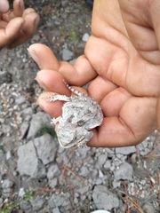 Phrynosoma orbiculare