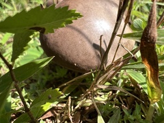 Calvatia