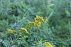 Solidago virgaurea