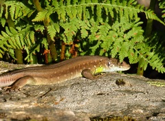 Lacerta schreiberi