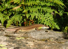 Lacerta schreiberi