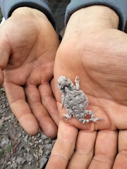 Phrynosoma orbiculare