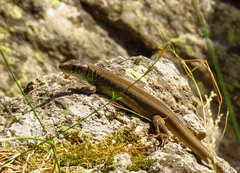 Lacerta schreiberi