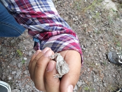 Phrynosoma orbiculare