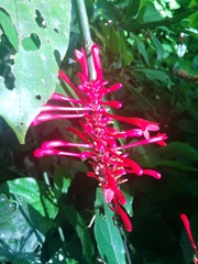 Odontonema cuspidatum
