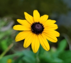 Rudbeckia fulgida