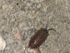 Porcellio spinicornis