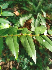 Berberis nervosa