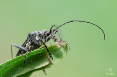 Oxymirus cursor