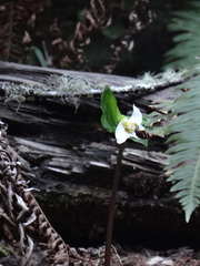 Trillium ovatum