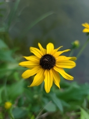 Rudbeckia fulgida