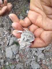 Phrynosoma orbiculare