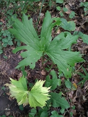 Aconitum lasiostomum