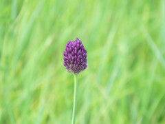 Allium rotundum