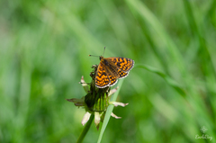 Melitaea