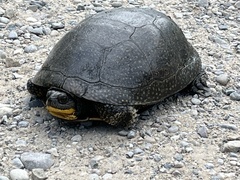 Emydoidea blandingii