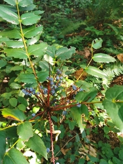 Berberis nervosa