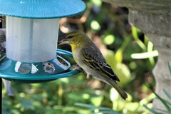 Ploceus cucullatus