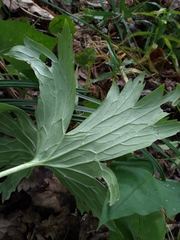 Aconitum lasiostomum