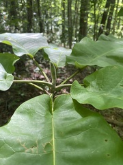 Magnolia macrophylla
