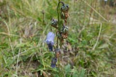 Campanula barbata