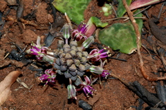 Ledebouria ovatifolia ovatifolia