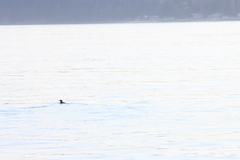 Cerorhinca monocerata