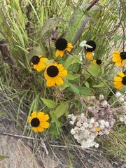 Rudbeckia