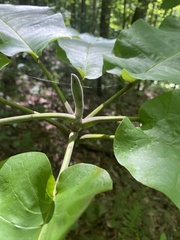 Magnolia macrophylla