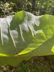 Magnolia macrophylla
