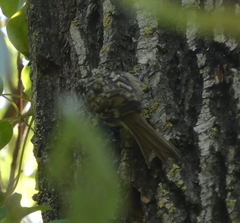 Certhia brachydactyla