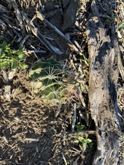Hamatocactus setispinus