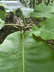 Magnolia macrophylla