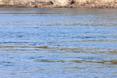 Cerorhinca monocerata