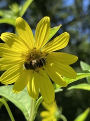 Eristalis stipator