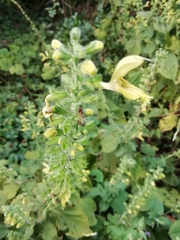 Salvia glutinosa