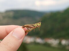 Stenobothrus lineatus