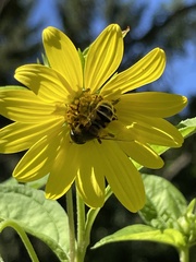 Eristalis stipator